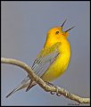 _4SB1409 prothonotary warbler